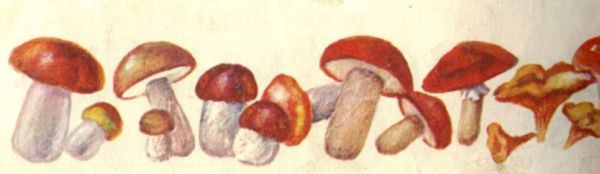 грибы картинки